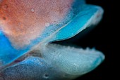Ornate wrasse mouth