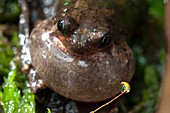 Malagasy burrowing frog calling