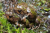 Malagasy burrowing frogs mating