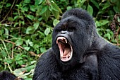 Mountain gorilla male yawning