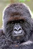 Mountain gorilla male