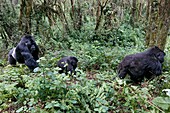 Mountain gorilla family group