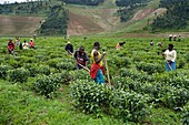 Rwandan tea pickers