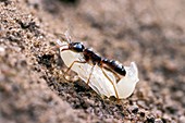 Army ant carrying pupa