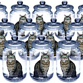 Cloned cats,conceptual image