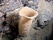 Hydrothermal sponge