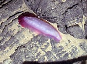 Hydrothermal sea slug