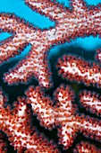 Gorgonian polyps