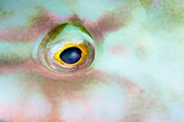 Eye of a longnose parrotfish