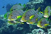 Oriental sweetlips