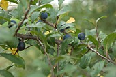 Blackthorn berries