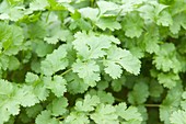 Coriander crop