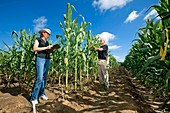 Fungus-resistant corn research