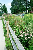 Rain garden research