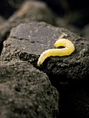 Western corn rootworm larva