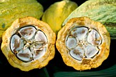 Cocoa pods