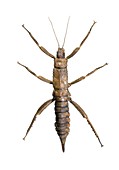 Eurycantha stick insect