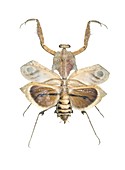 Giant dead leaf mantis