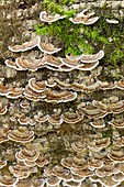 Many zoned polypore fungus on Ash