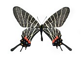 Chinese three-tailed swallowtail