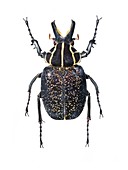 Inca scarab beetle