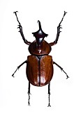 Golofa scarab beetle