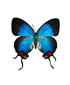 Crowned hairstreak butterfly