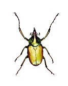 Theodosia flower beetle