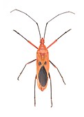 Giant red bug