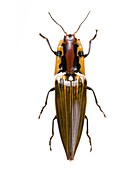 Semiotus click beetle