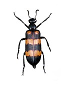 Mylabris blister beetle