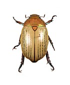 Anoplognathus beetle