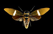 Tosena cicada
