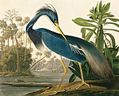 Tricoloured heron,artwork