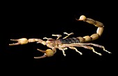 Peruvian golden scorpion