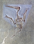 Pterodactyl kochi fossil
