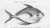 King fish,historical artwork