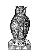 Owl,historical artwork