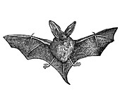 Bat,historical artwork