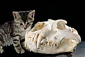 Kitten and lion skull