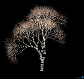 Song lyrics visualised as a tree