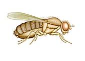 Fruit fly,artwork