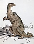 1896 Iguanodon loses its horn,tinted