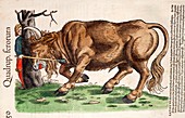 1551 Gesner hunting the extinct auroch