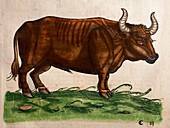 1560 Gesner extinct Auroch Urus Bos