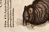 1551 Gesner's plague death black rat