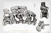 1824 Buckland's Megalosaurus spine clean