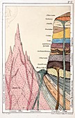 1838 Mantell's Geological Strata Section