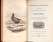 1851 Takahe Mantell's Petrifactions book