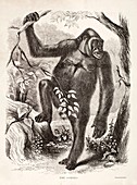 1861 Du Chaillu ape The Gorilla